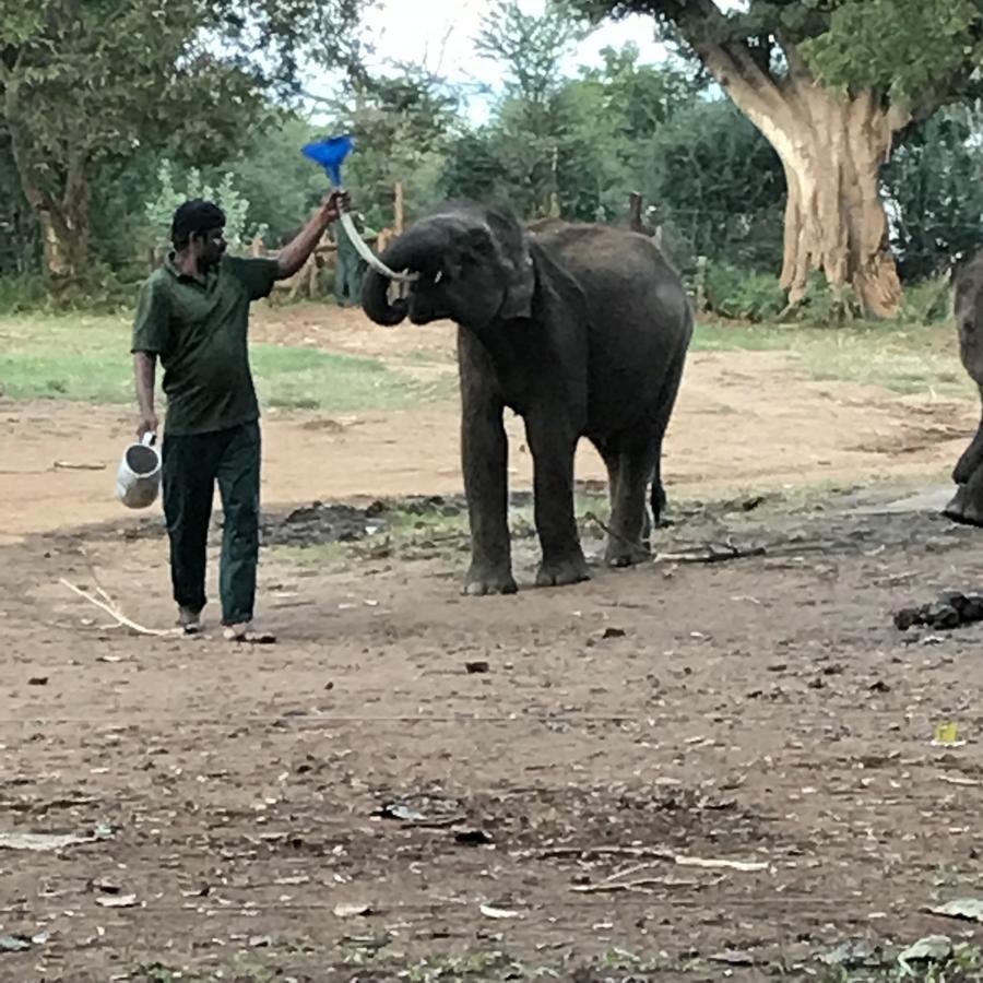 Dinesh Safari Homestay Udawalawe Buitenkant foto