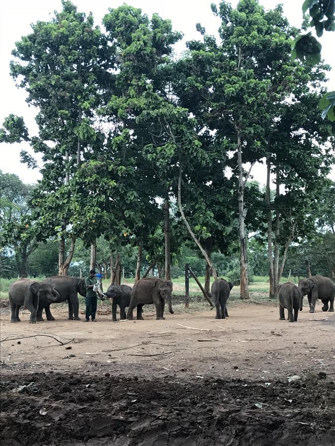 Dinesh Safari Homestay Udawalawe Buitenkant foto