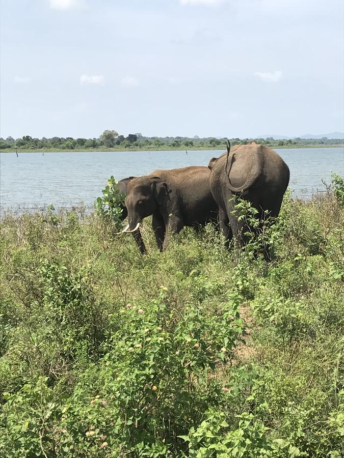 Dinesh Safari Homestay Udawalawe Buitenkant foto