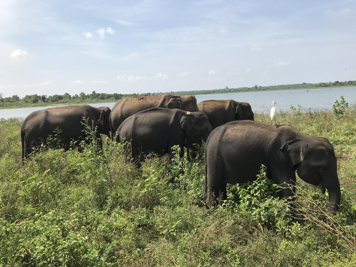 Dinesh Safari Homestay Udawalawe Buitenkant foto