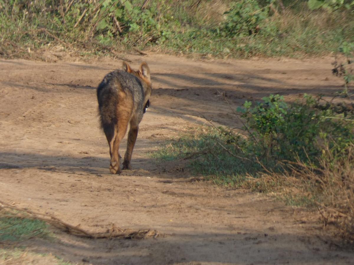 Dinesh Safari Homestay Udawalawe Buitenkant foto