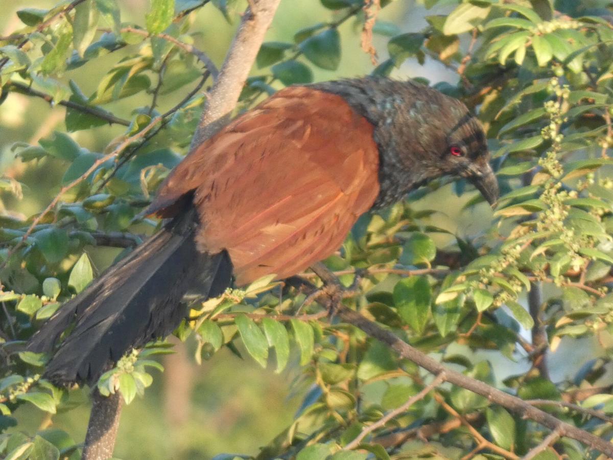Dinesh Safari Homestay Udawalawe Buitenkant foto