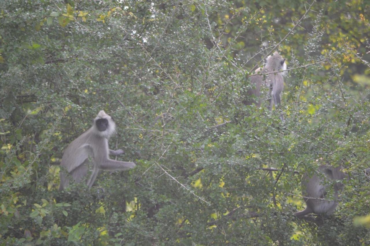 Dinesh Safari Homestay Udawalawe Buitenkant foto